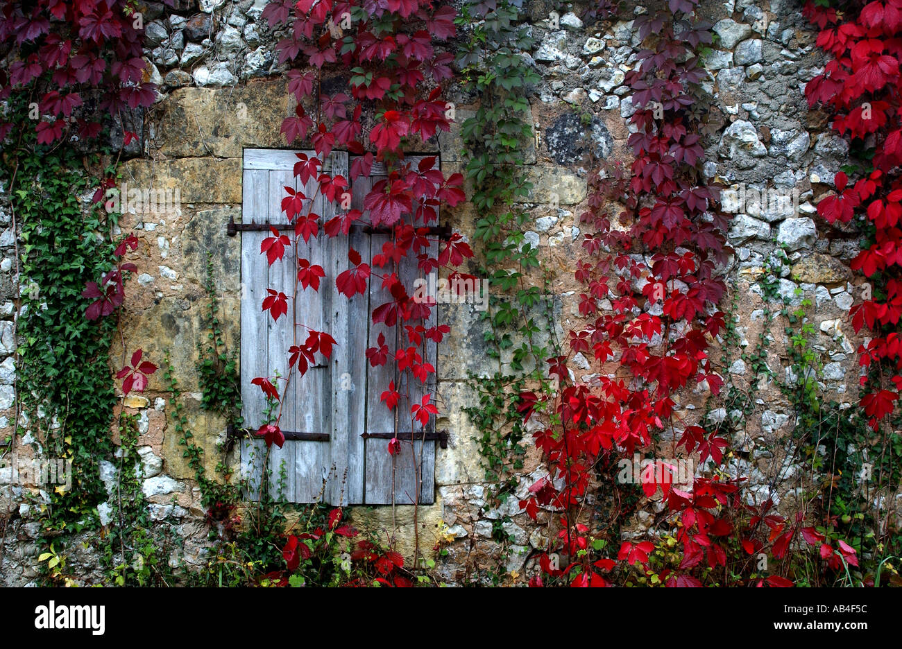 creeper covered wall Stock Photo