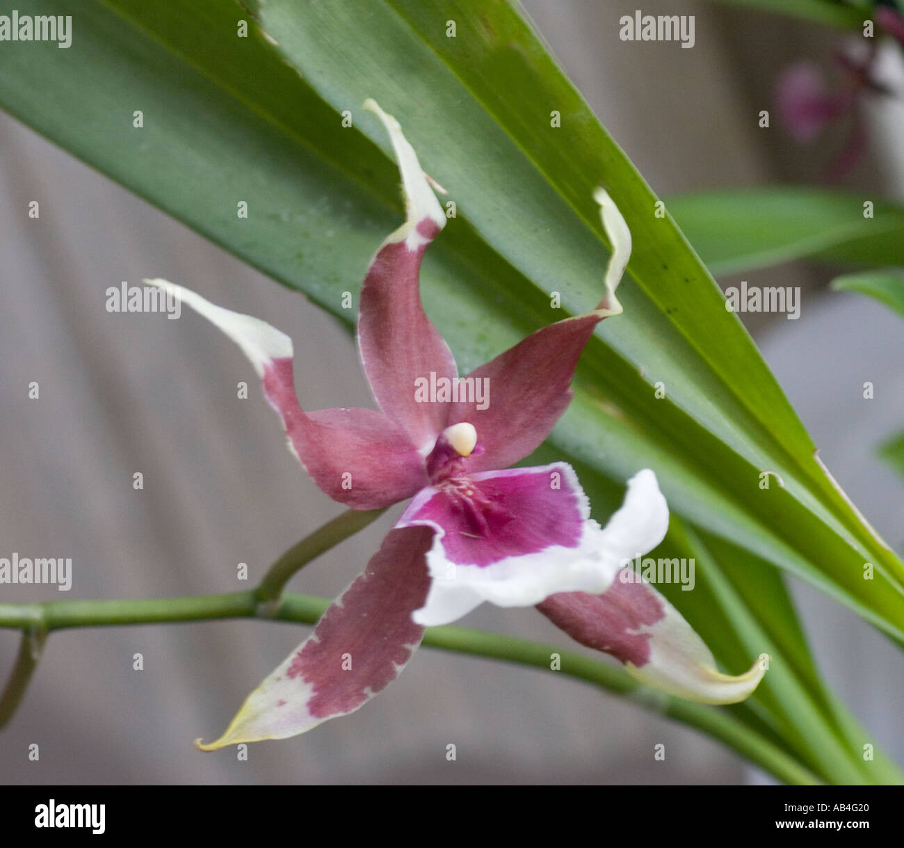 Orchid Beallara Euro Star Stock Photo