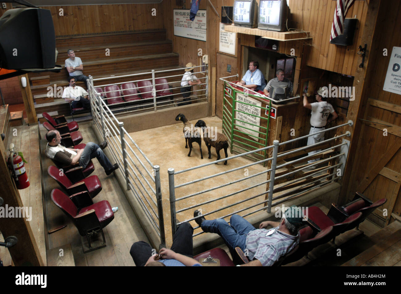 Showing Sheep at a Livestock Auction New Holland PA Stock Photo Alamy