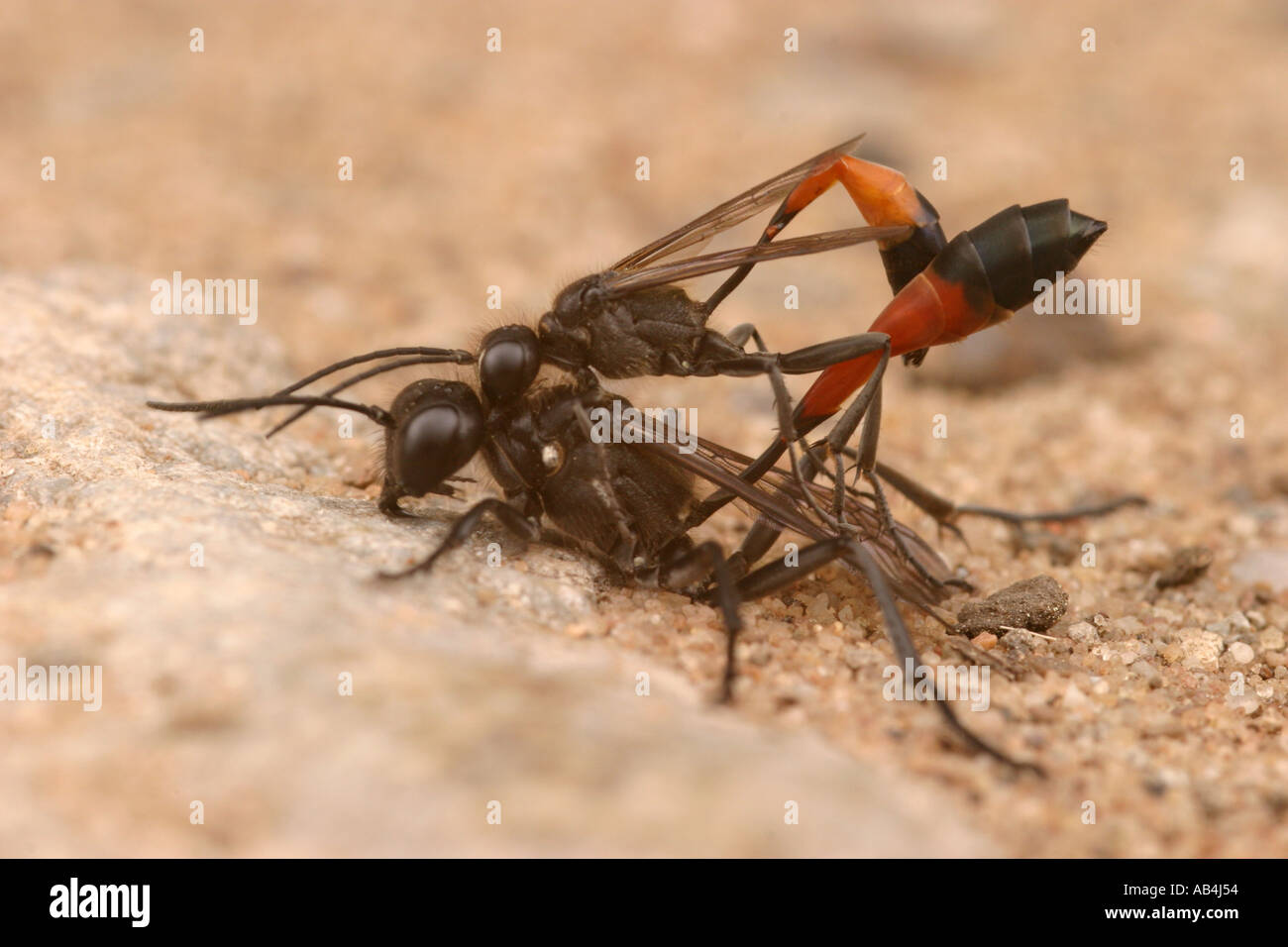 Sand wasp ammophila sabulosa Stock Photo Alamy