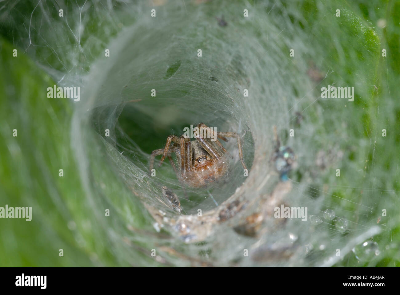 Spider in a funnel shaped web, Wales, UK Stock Photo