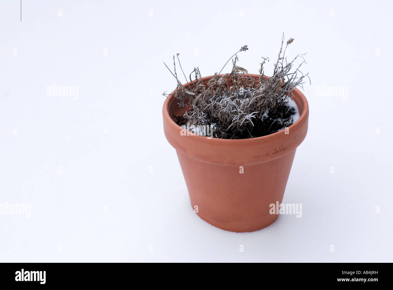 Dead potted plant Stock Photo Alamy