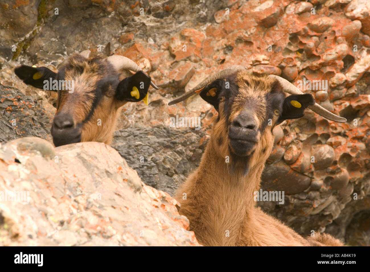 mountain goats and orange lichen on rock in the Picos de Europa mountains spain Stock Photo