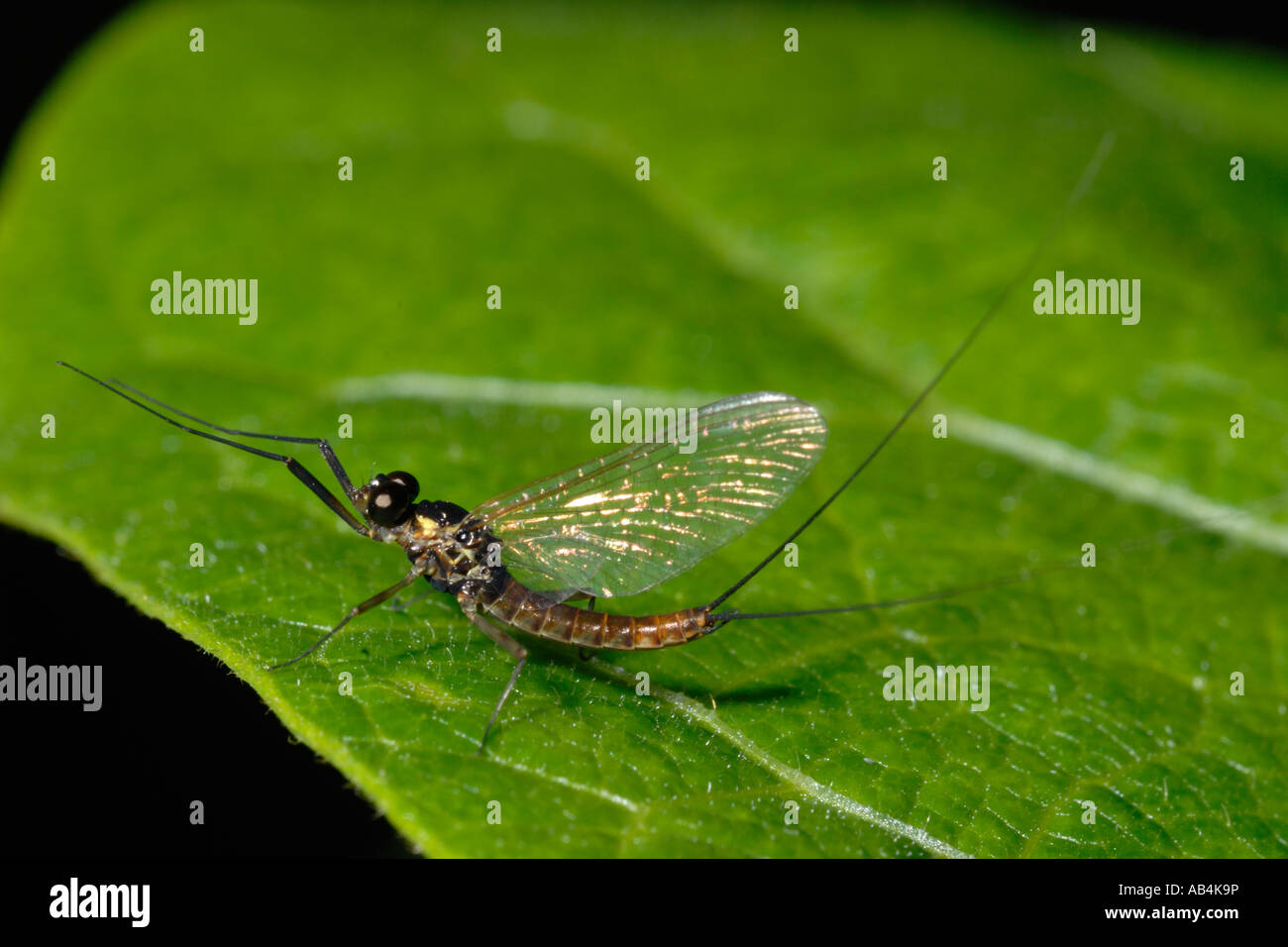 Mayfly, Wales, UK. Stock Photo