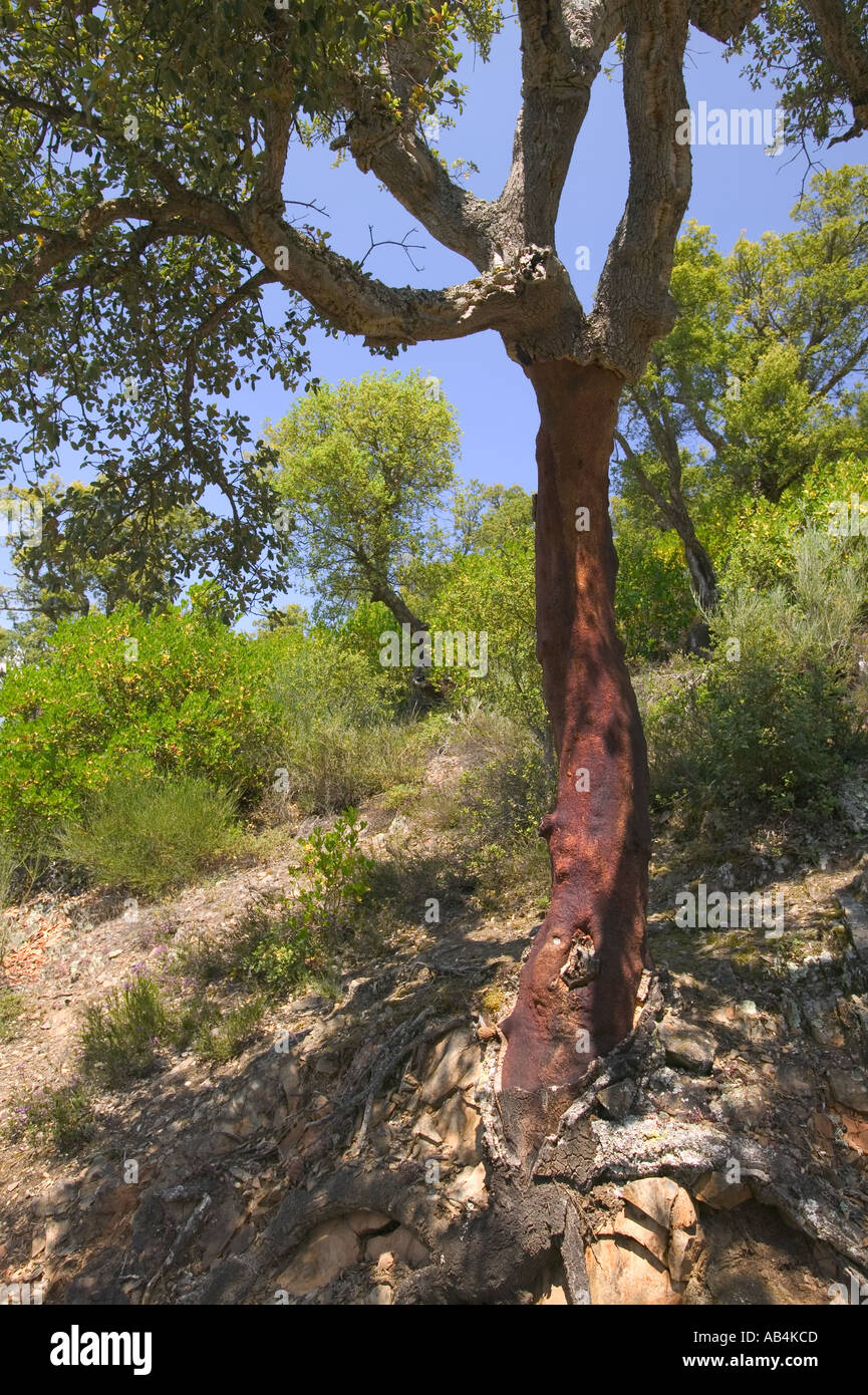 Recently Stripped Cork Tree High Resolution Stock Photography and ...