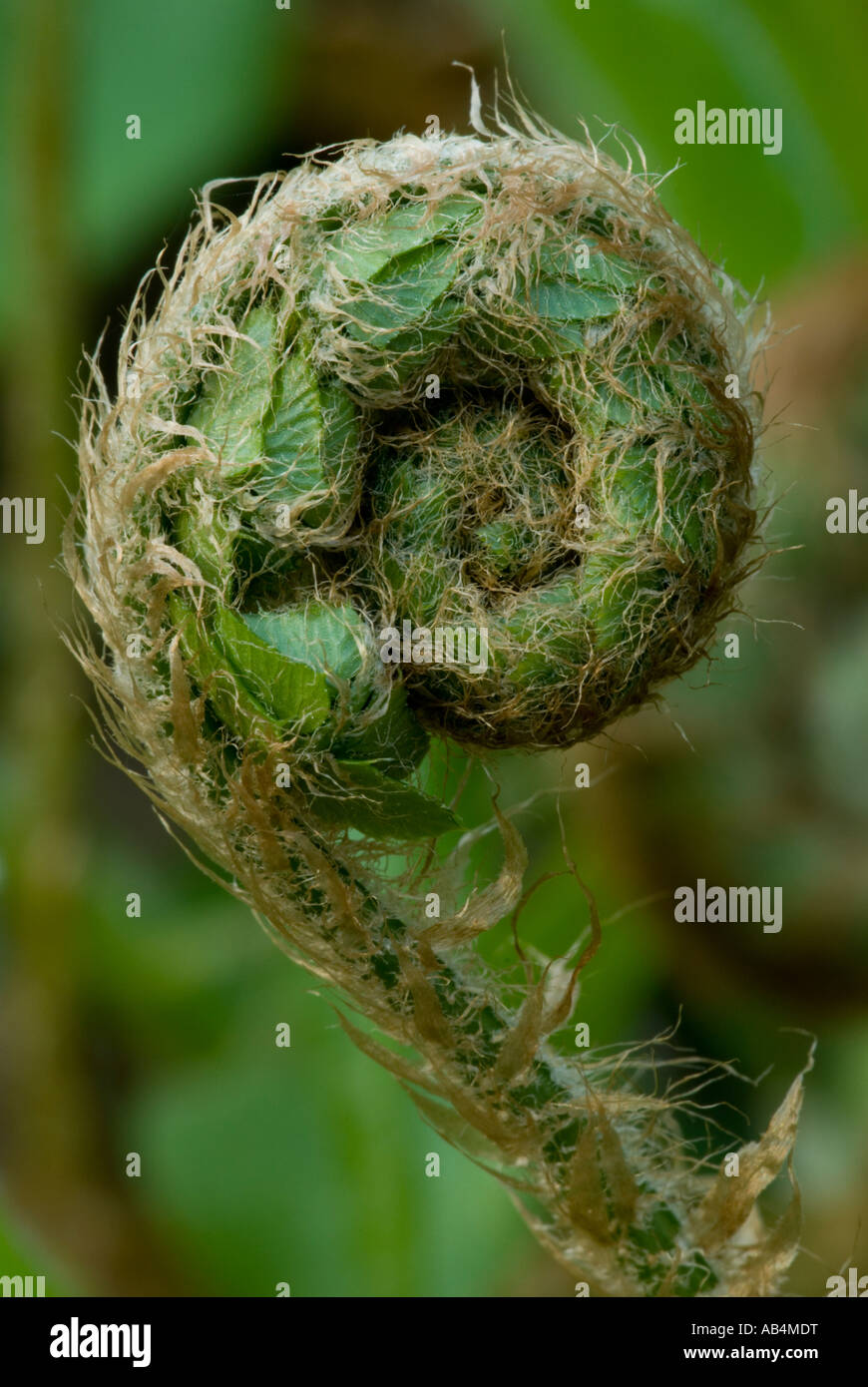 Coiled frond of Scaly Male fern Dryopteris pseudomas, Wales, UK Stock Photo