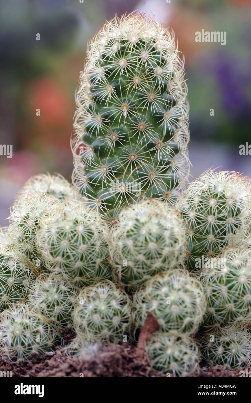 Mammillaria elongata cacti Stock Photo