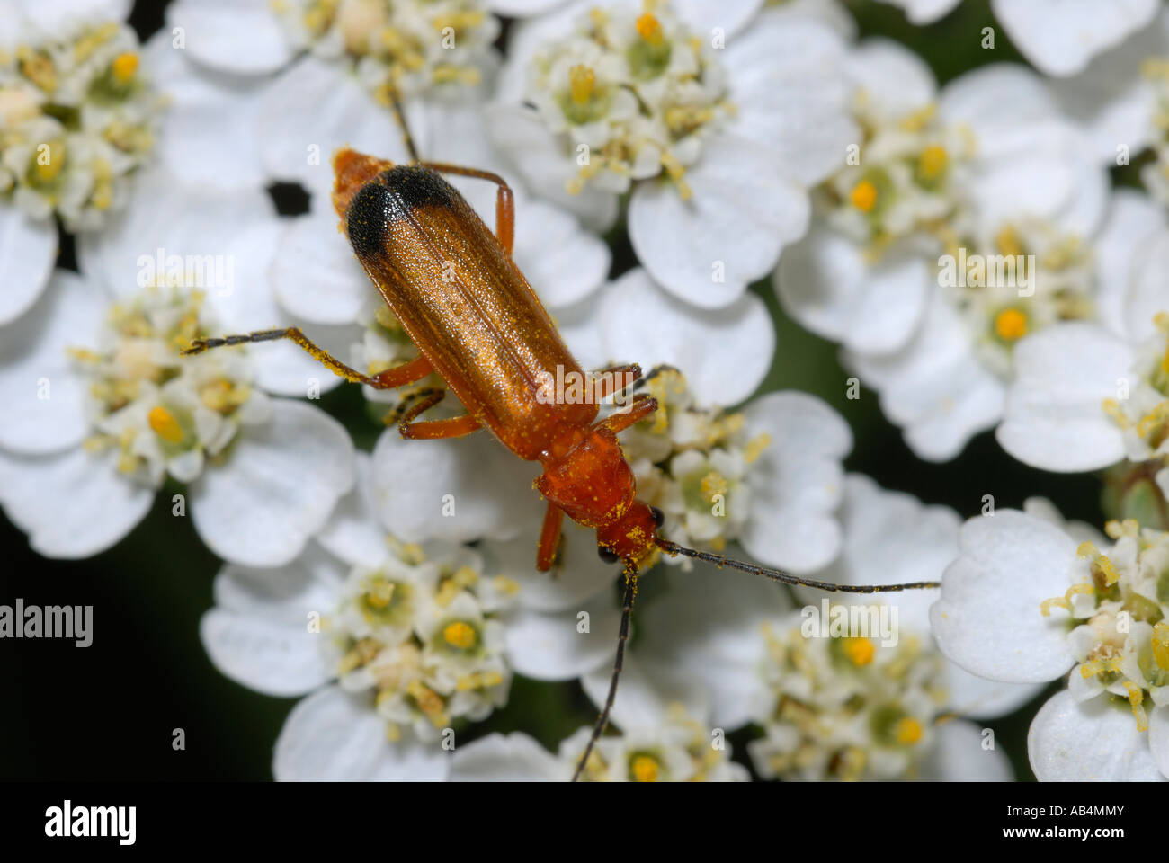 Soldier beetles Rhagonycha fulva on Yarrow flower, Wales, UK Stock