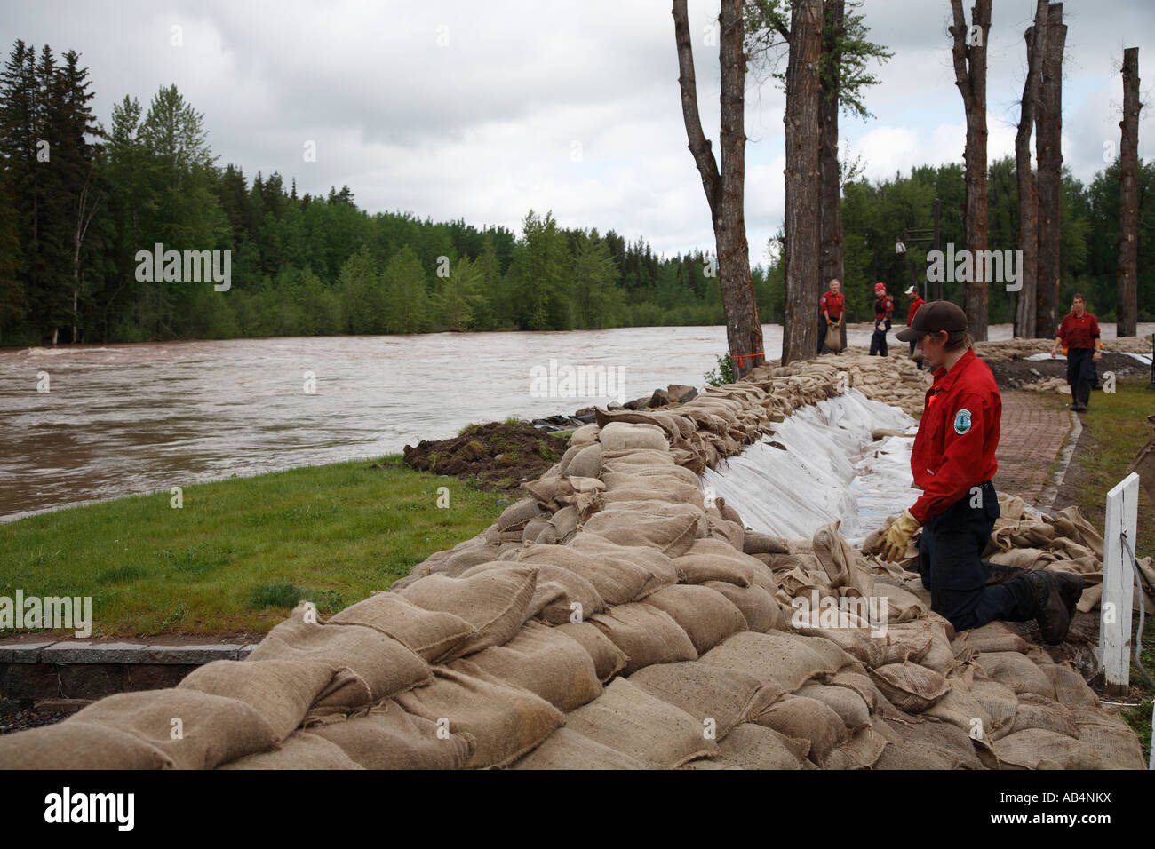 Forestry crews building sandbag dikes against the flooding Bulkley river Telkwa British Columbia Stock Photo