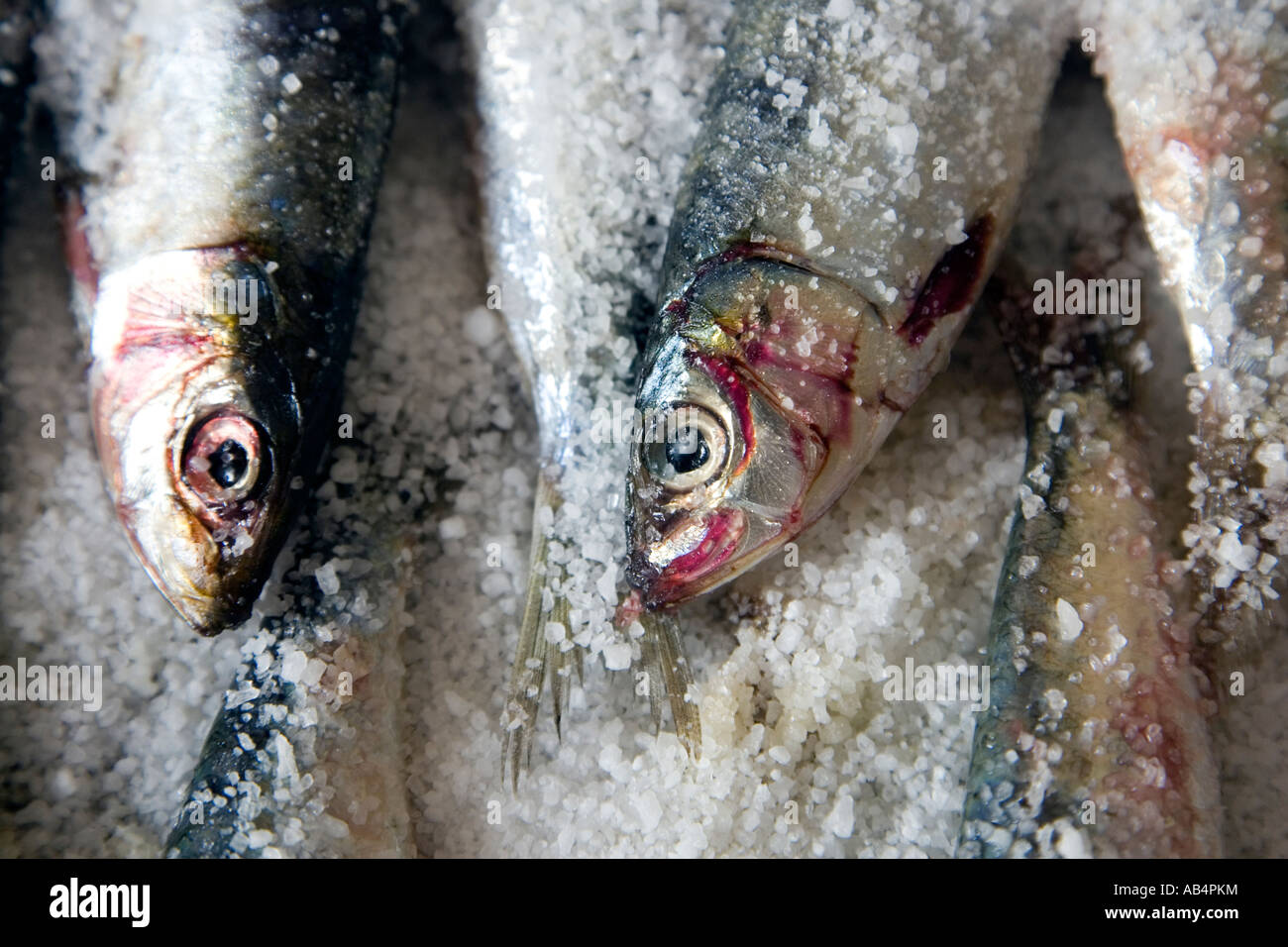 Close up of salted anchovies, Spain Stock Photo