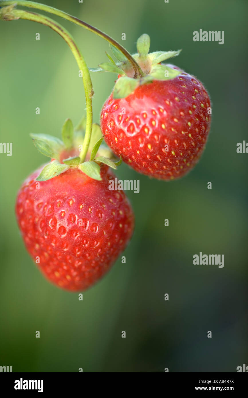 Growing strawberries hi-res stock photography and images - Alamy