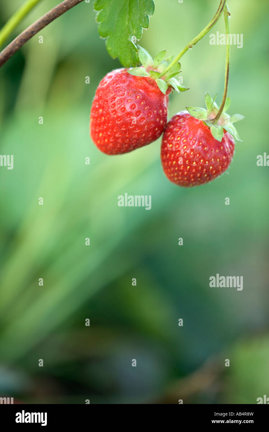 Strawberries  'Chandler' variety on vine, California Stock Photo