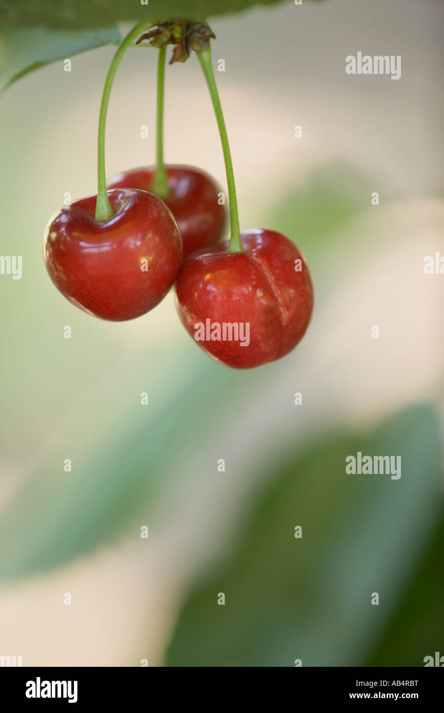 Cherries 'Bing' foliage, branch. Stock Photo