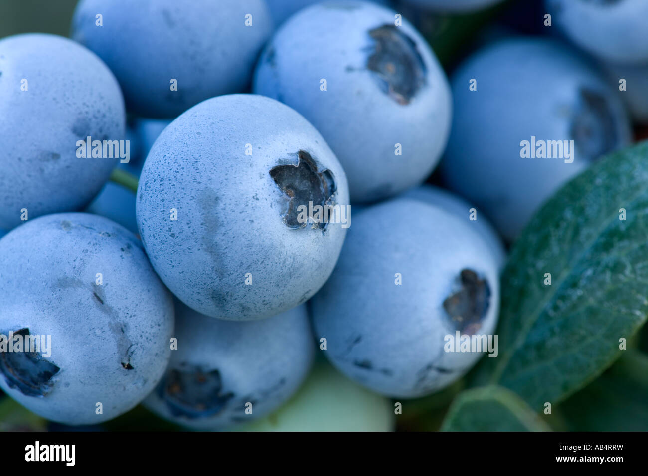 Ripe Blueberries on branch, California Stock Photo