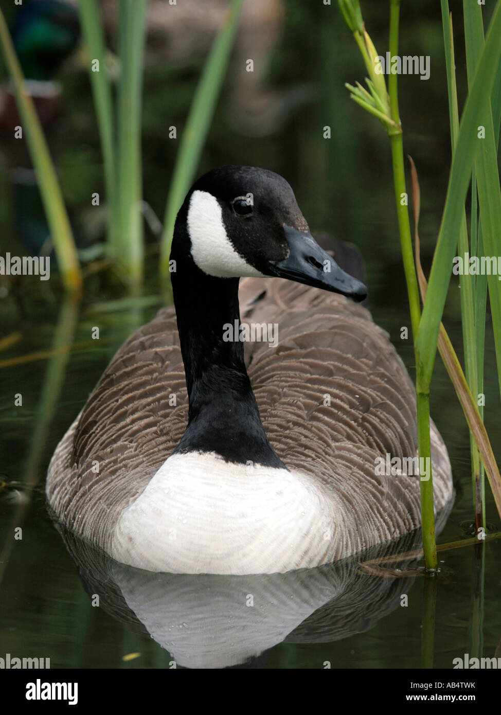 A Canadian goose in some reeds. Stock Photo