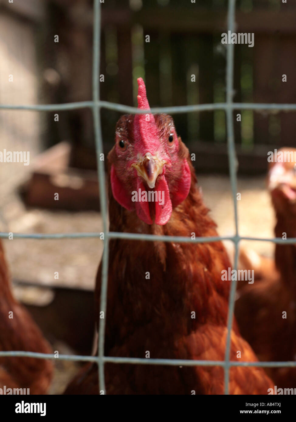 A hen looking through a cage. Stock Photo