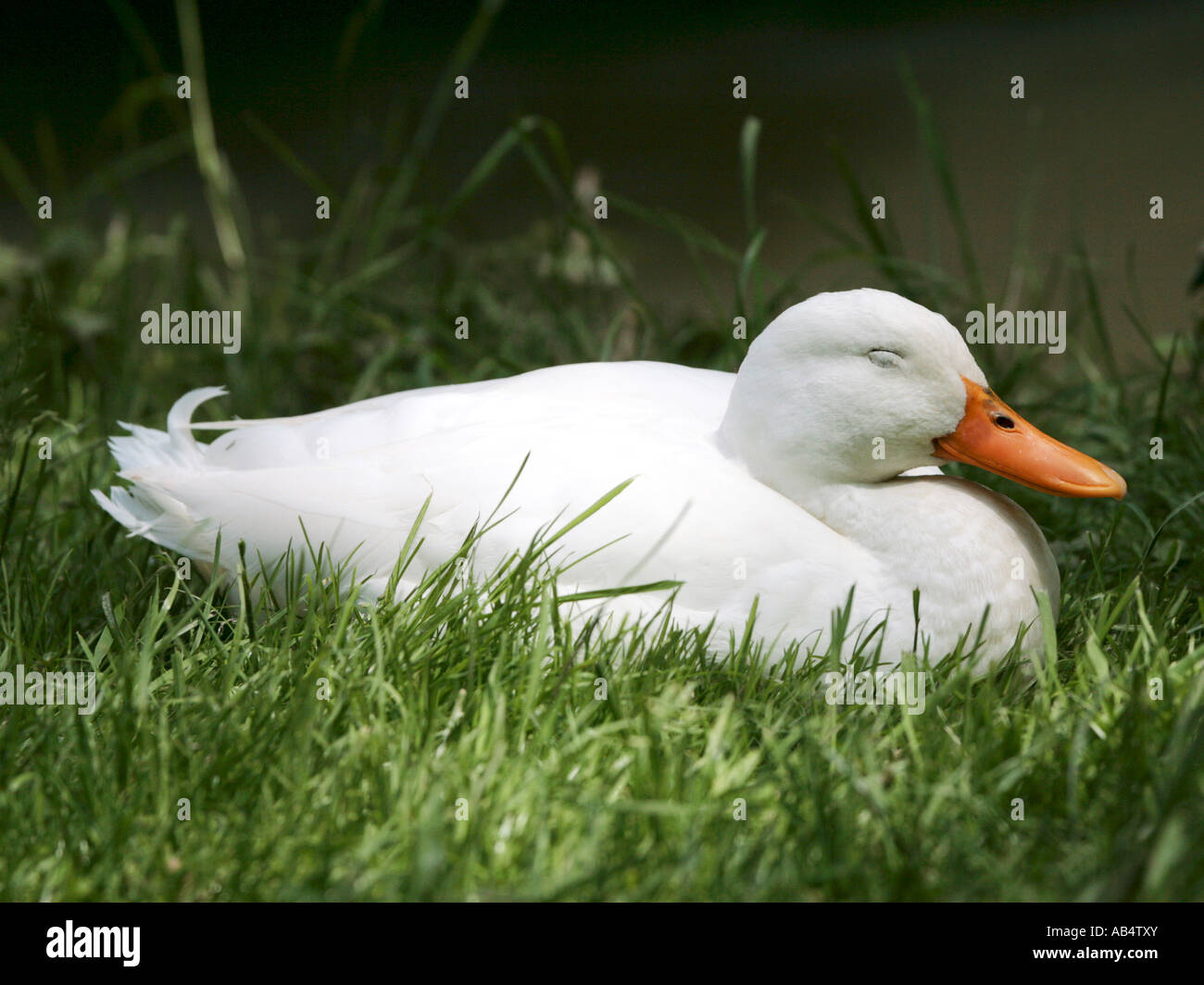 A white duck asleep on the grass, let sleeping ducks lie Stock Photo