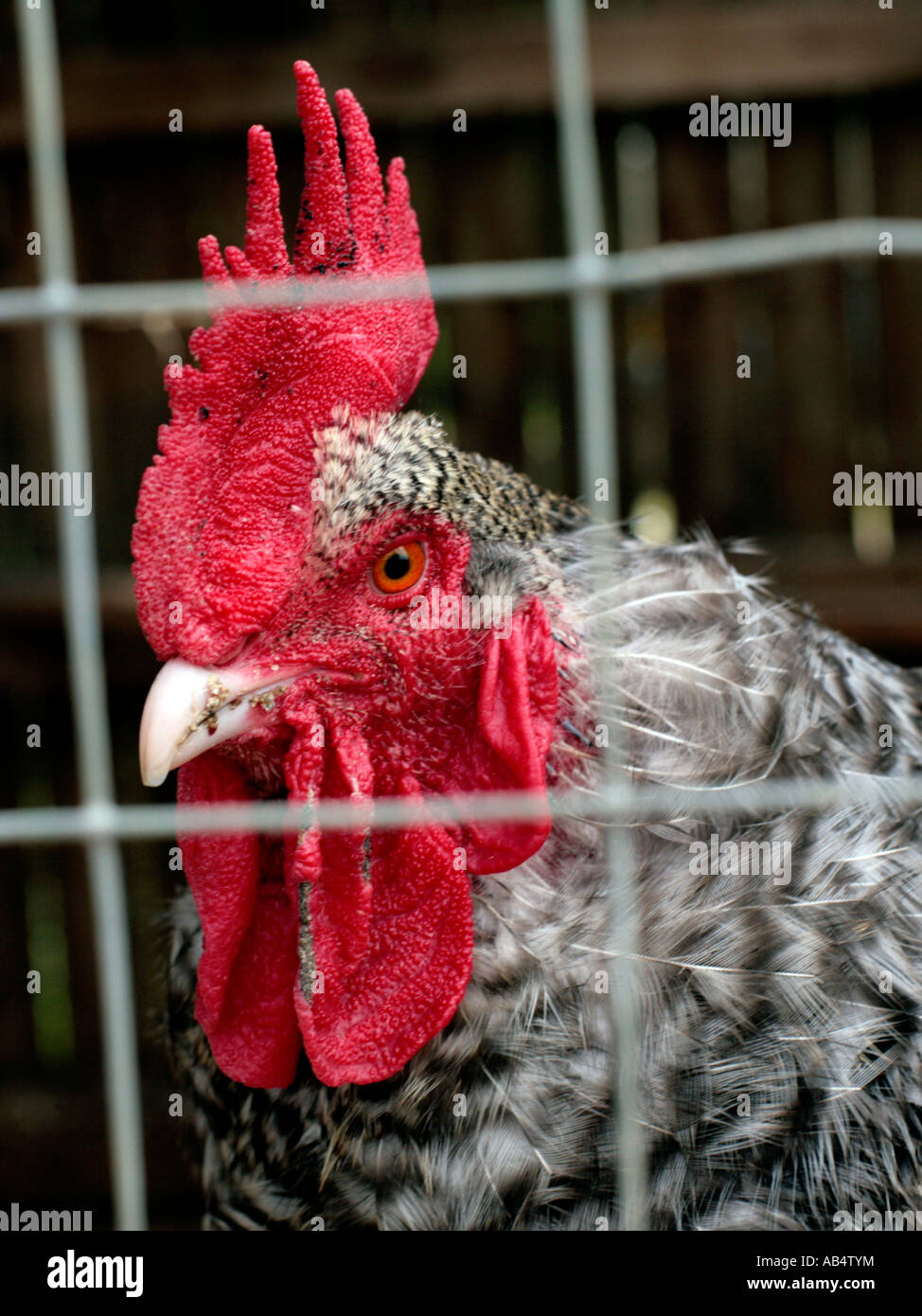 A cockerell looking through a cage. Stock Photo