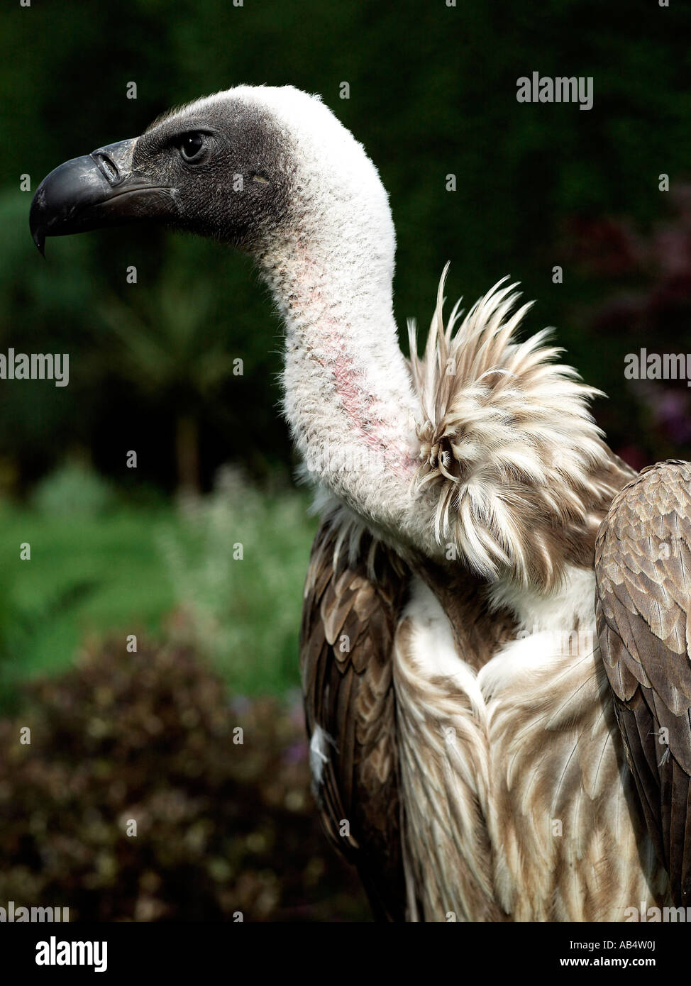 The head of a vulture Stock Photo - Alamy