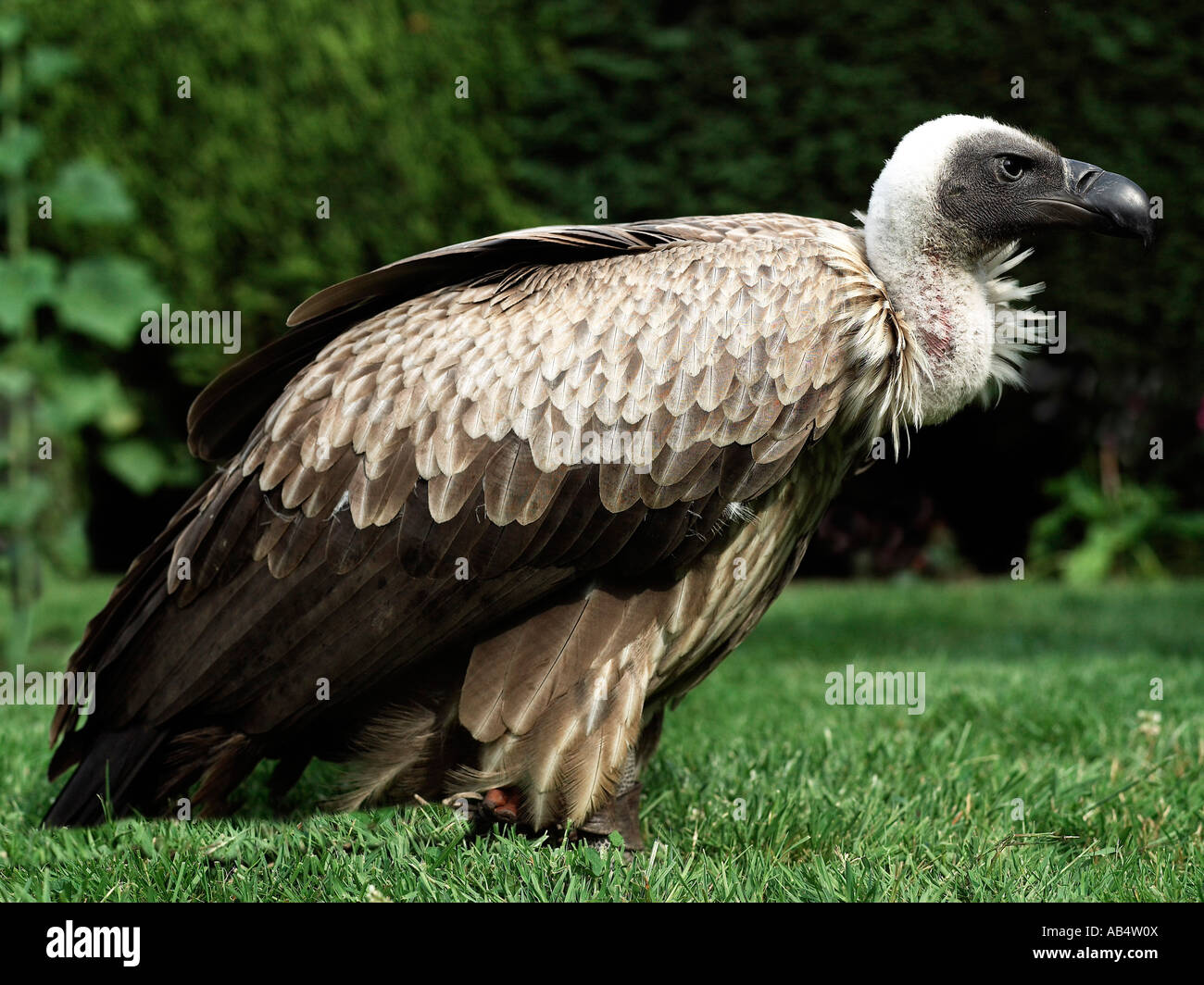 A vulture sitting on some grass Stock Photo - Alamy