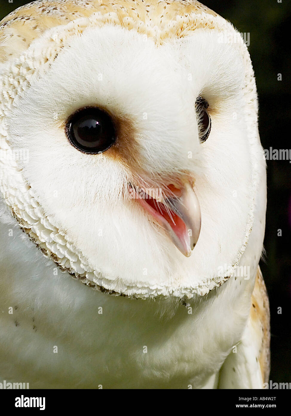 A Close Up Of The Face Of A Barn Owl Stock Photo 12778223 Alamy