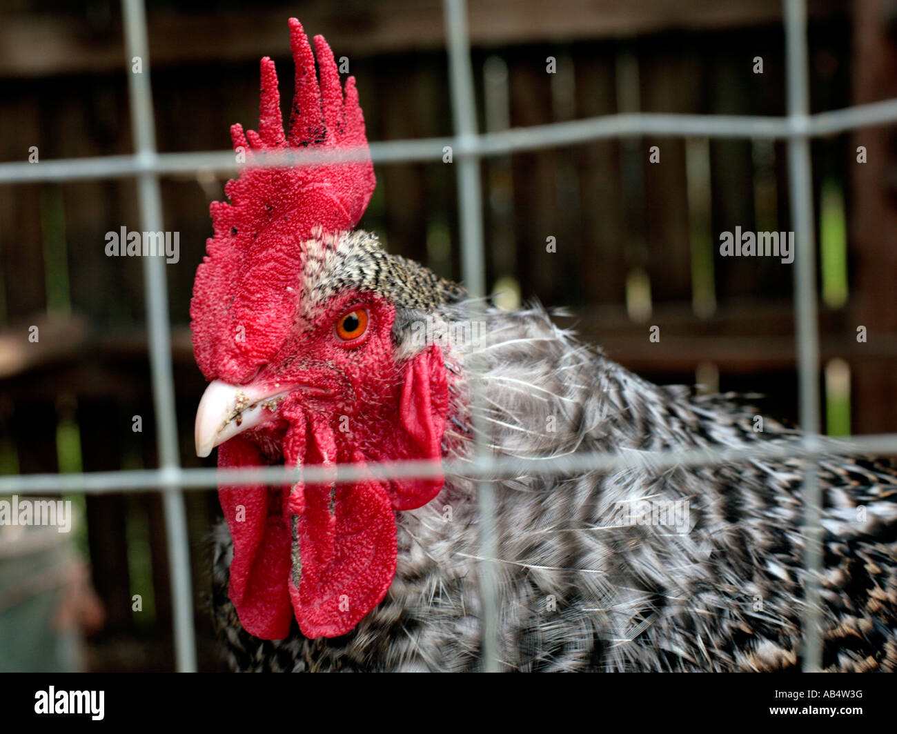 A cockerel in a cage, peering out. Stock Photo
