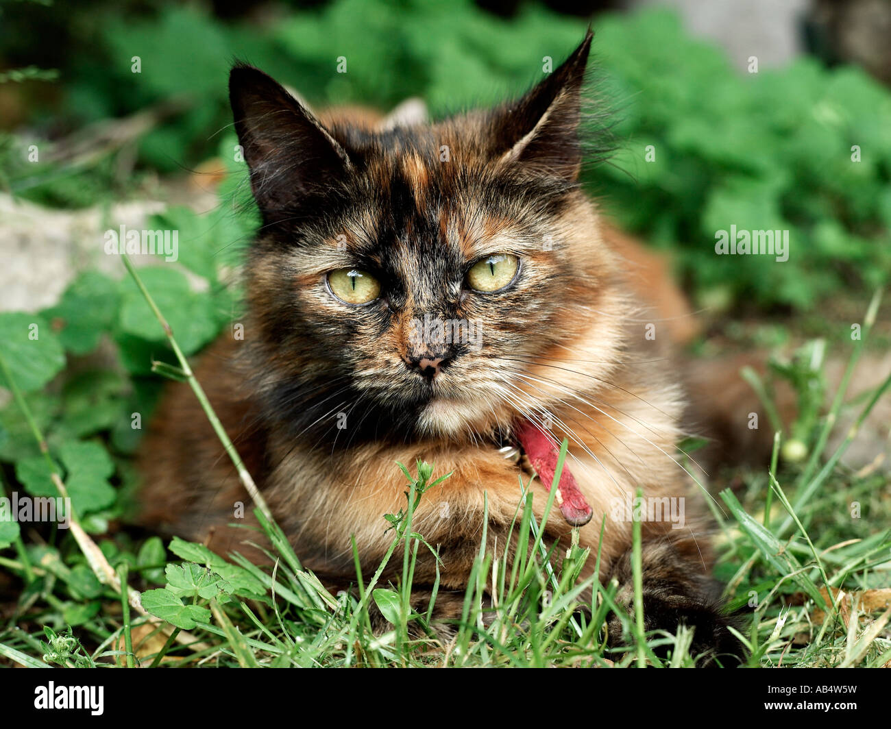 A beautiful tortoiseshell cat sitting in a garden Stock Photo Alamy
