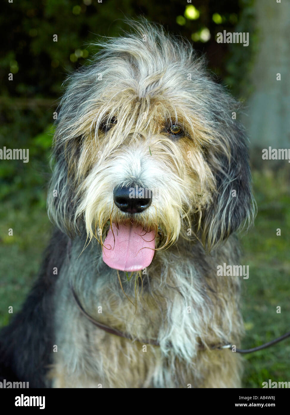 are otterhound aggressive