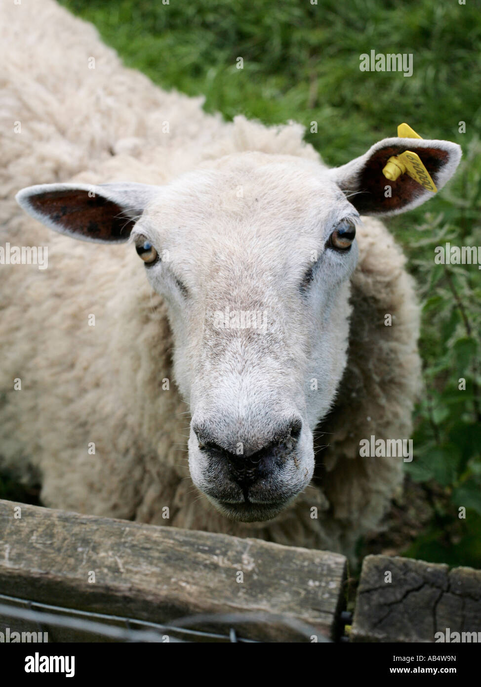A white headed sheep looking at the camera. Stock Photo