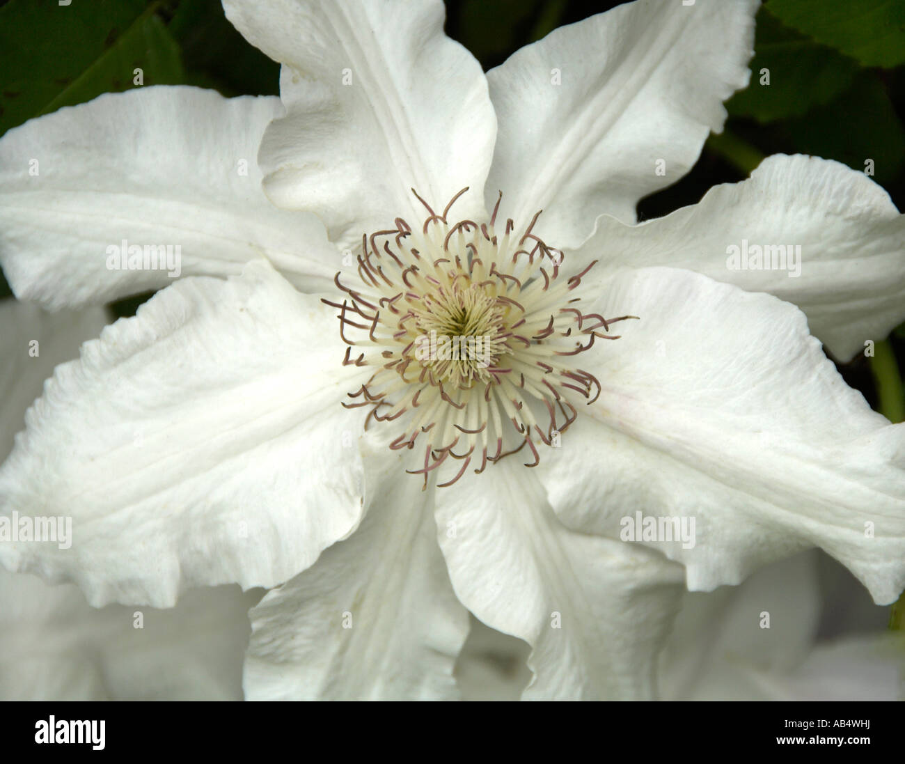 Clematis Hyde Hall White Climber Stock Photo