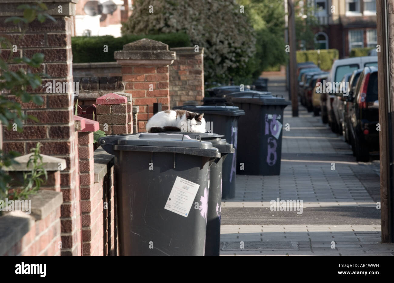 cat on rubbish wheelie bin Stock Photo Alamy