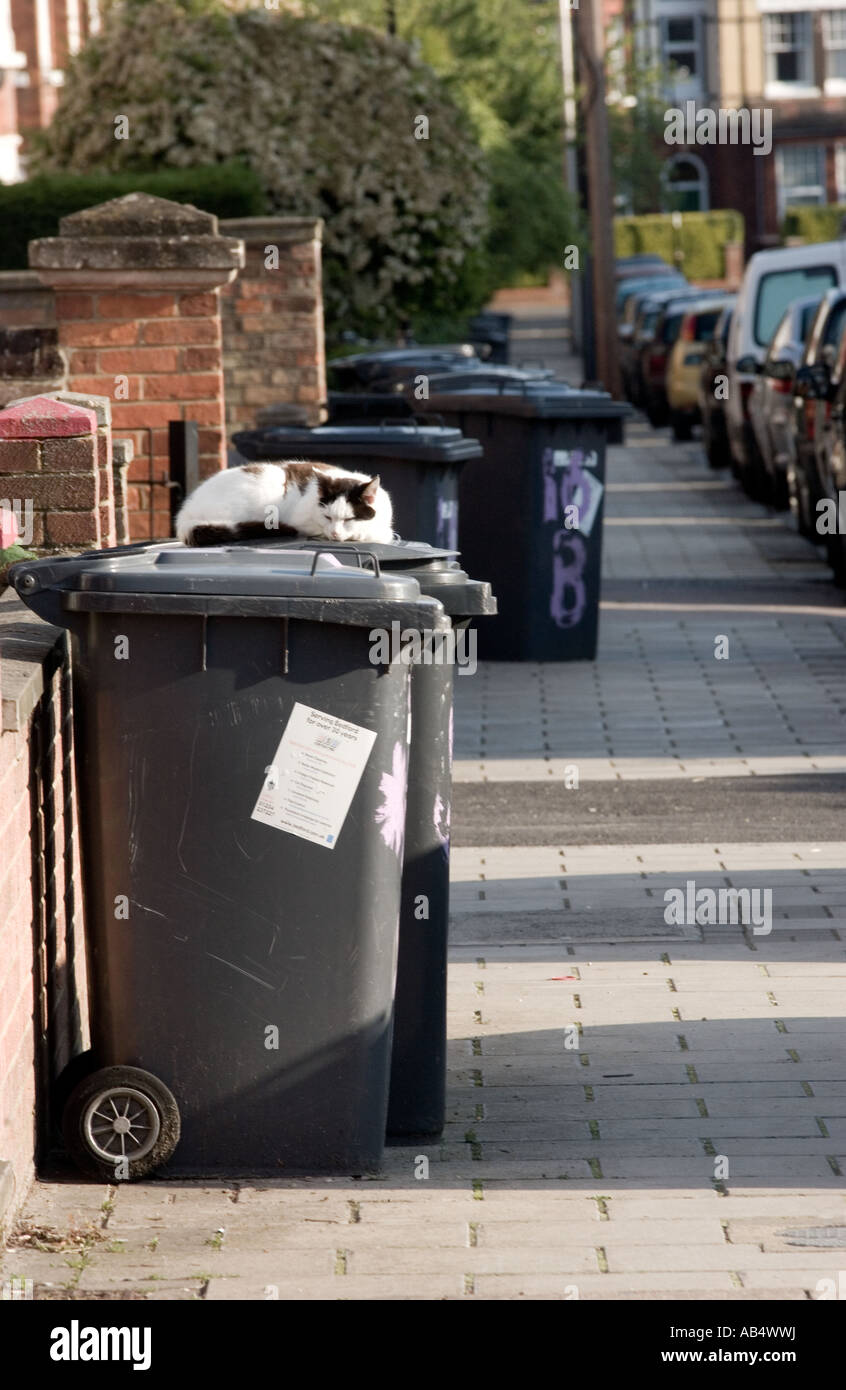 cat on rubbish wheelie bin Stock Photo Alamy
