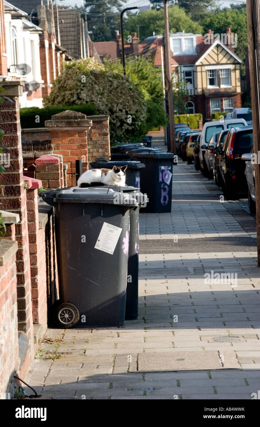 cat on rubbish wheelie bin bedord Stock Photo Alamy