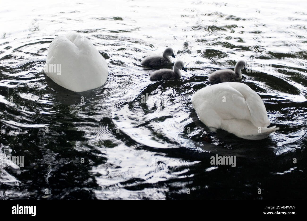 mute headless swans and signets funny picture Stock Photo