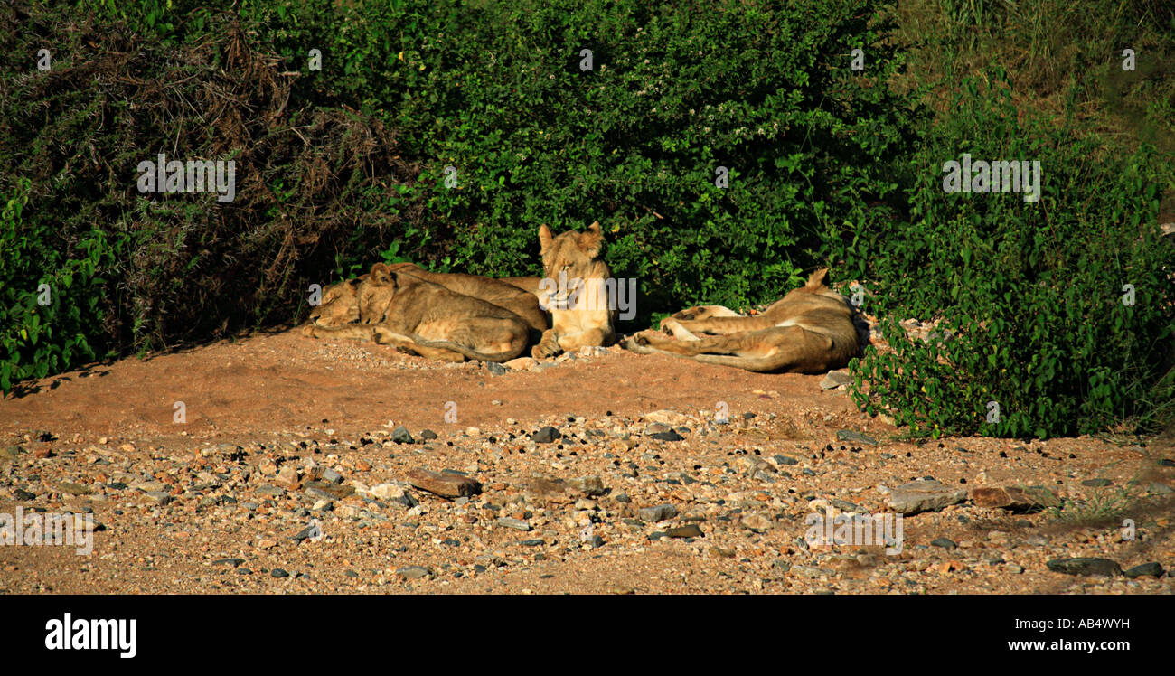 Basking lions Samburu National Park Kenya Stock Photo - Alamy