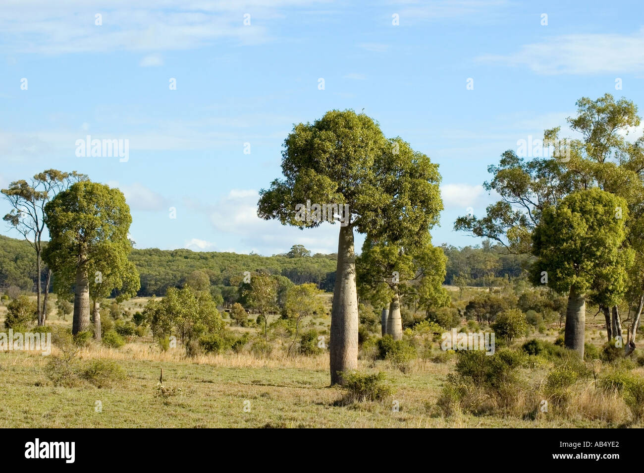 Boab Australian Bottle Tree Brachychiton rupestre Stock Photo Alamy