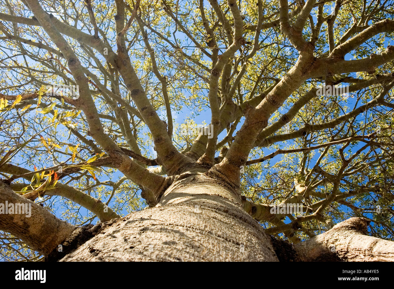 Boab 3541 Australian Bottle Tree Brachychiton rupestre Stock Photo Alamy