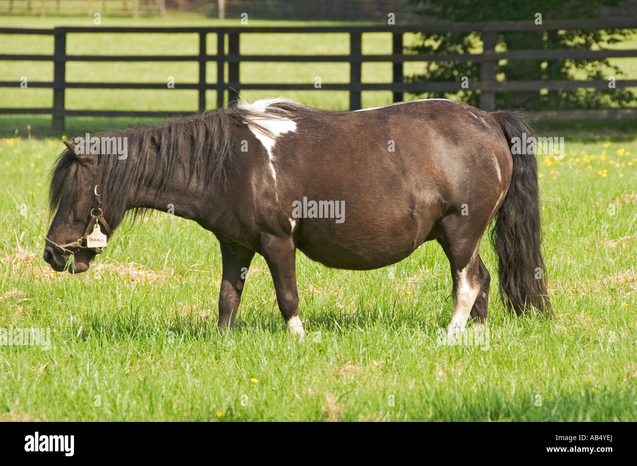 Ireland County Kildare Tully Irish National Stud miniature horse