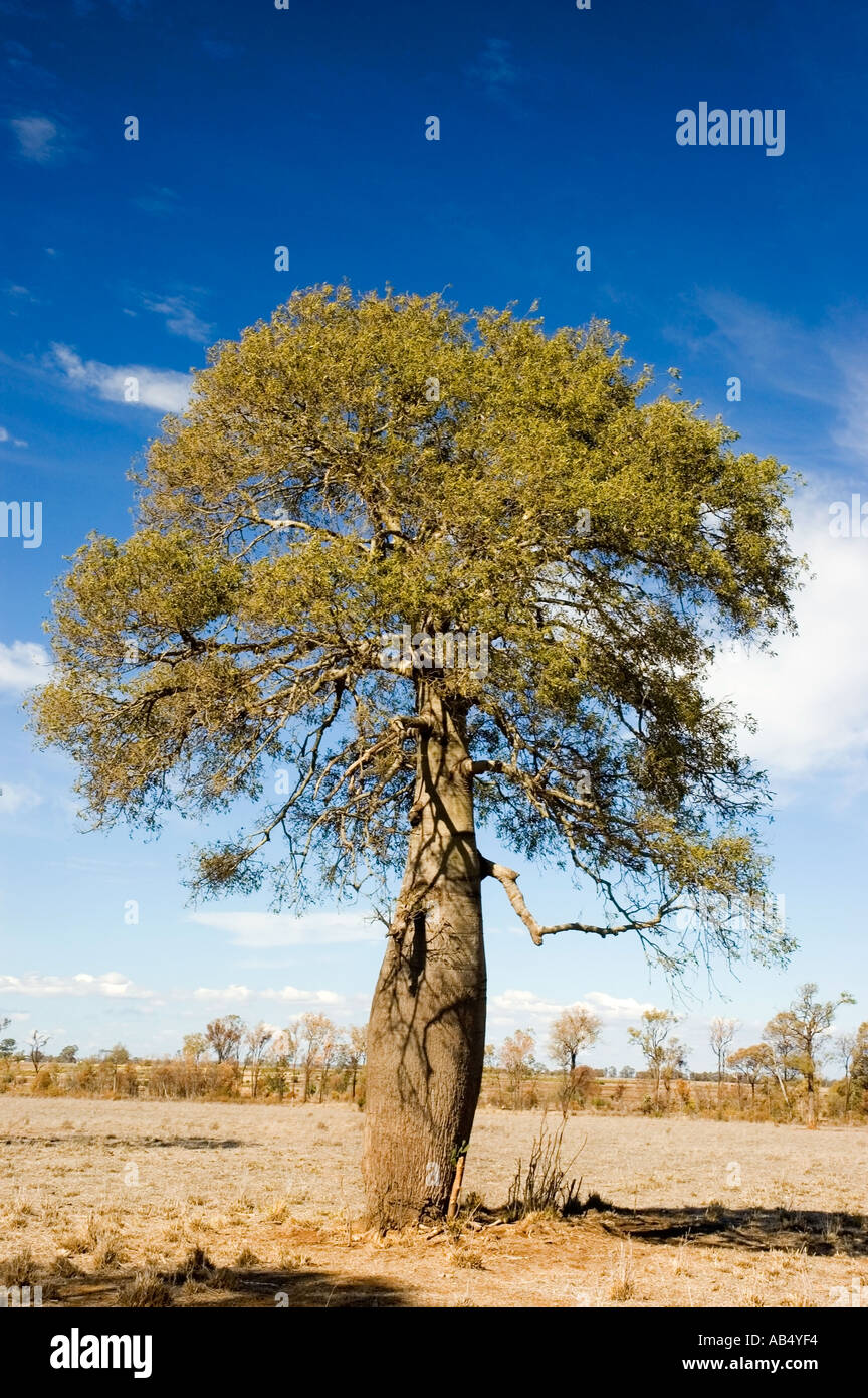 Boab 3546 Australian Bottle Tree Brachychiton rupestre Stock Photo Alamy