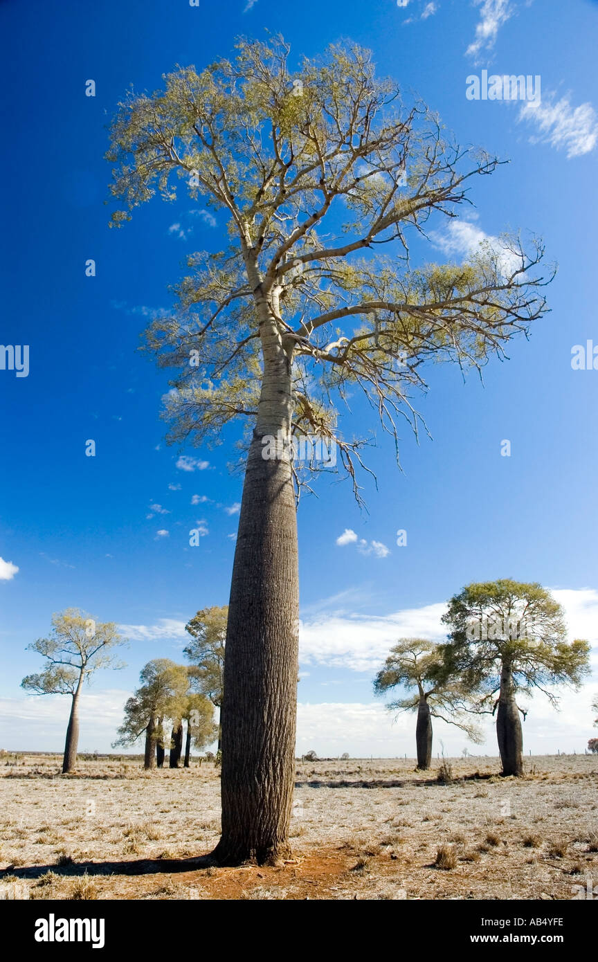 Boab 3549 Australian Bottle Tree Brachychiton rupestre Stock Photo Alamy