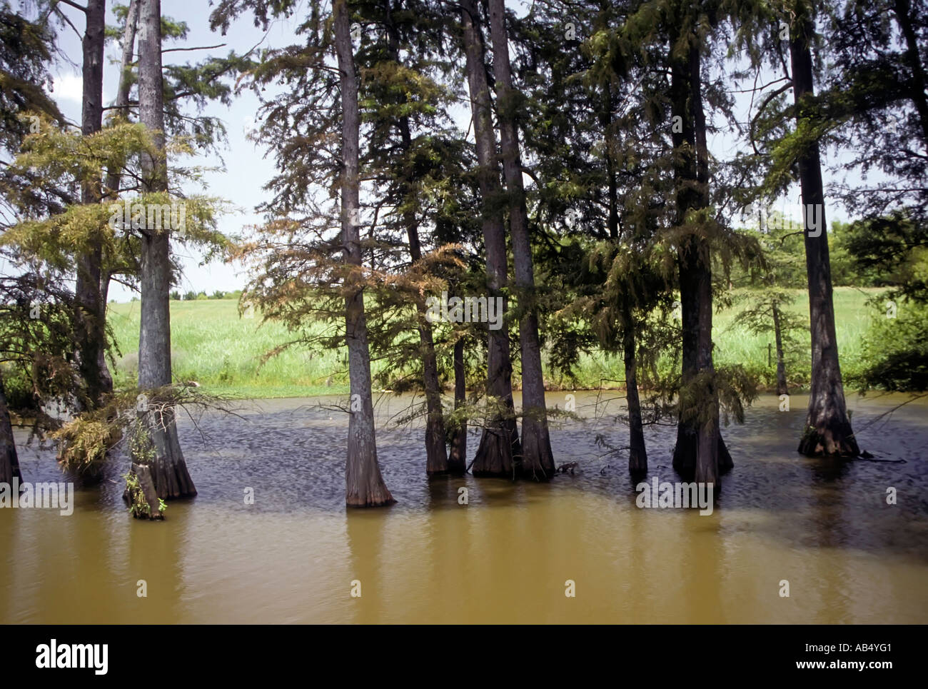 Cypress Swamp Arkansas AR Stock Photo