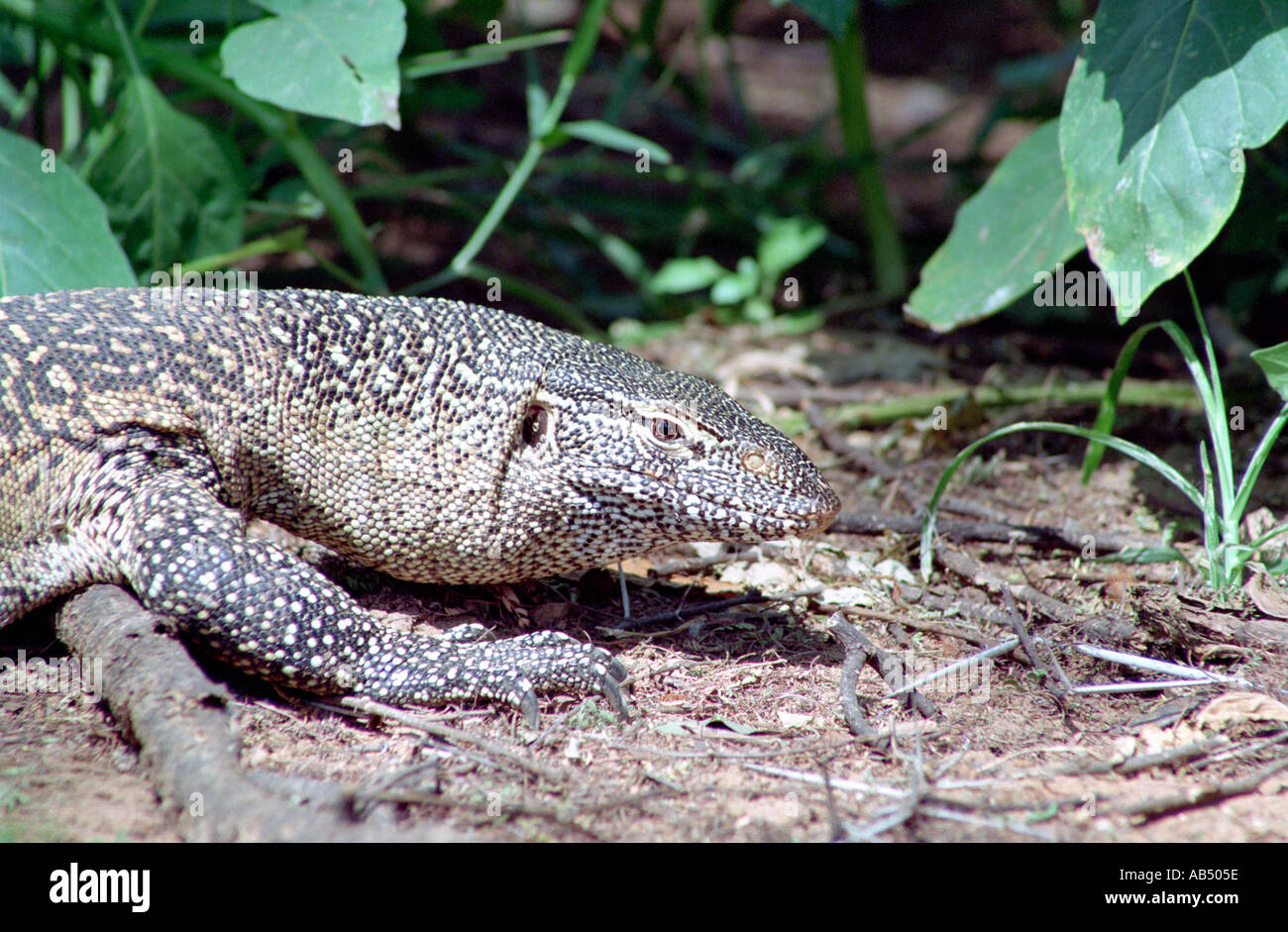 Monitor Lizard Kenya Stock Photo Alamy