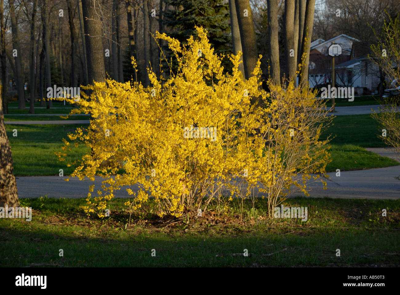 The Flowers Of The Blooming Forsythia Suspensa Plant Stock Photo Alamy