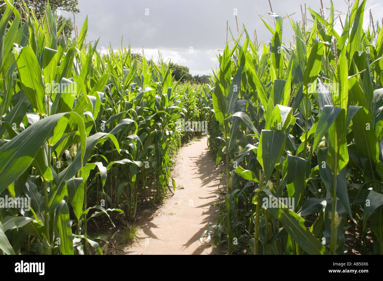 Maize Maze at Metton Norfolk UK Stock Photo