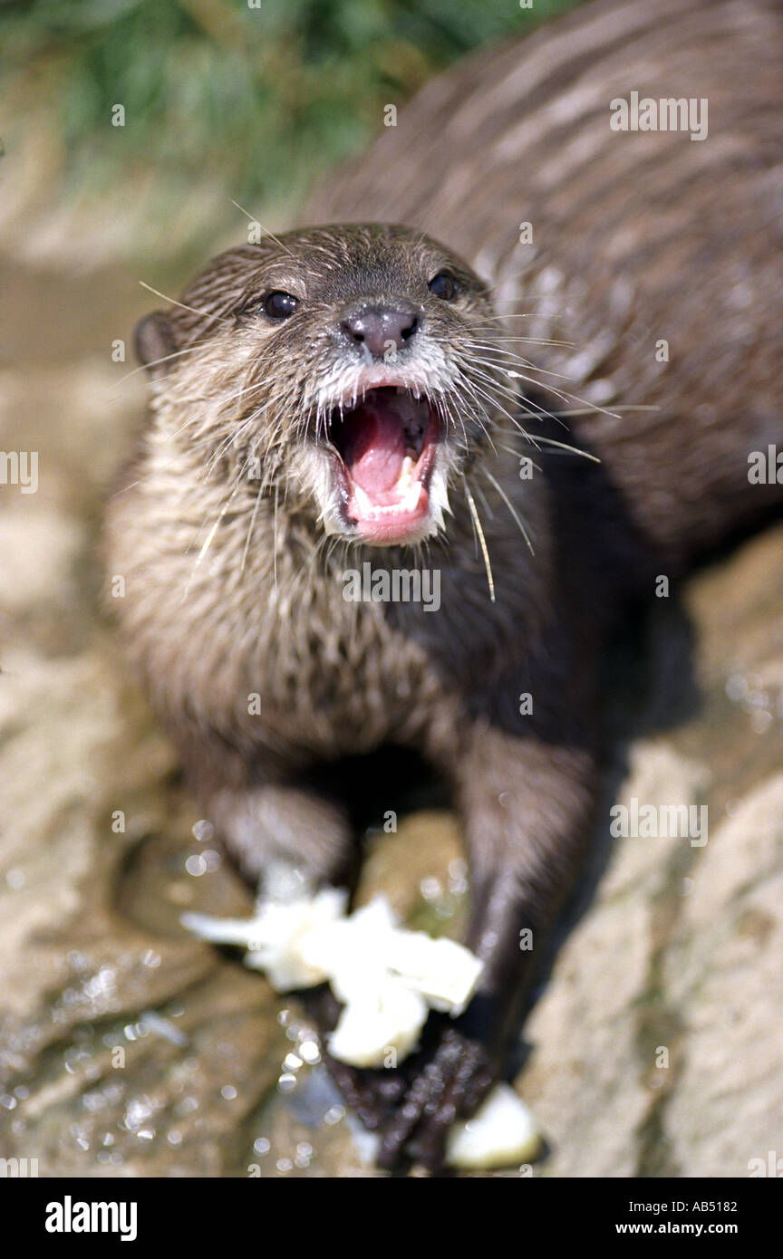 Asian Short Clawed Otter eating fish Stock Photo
