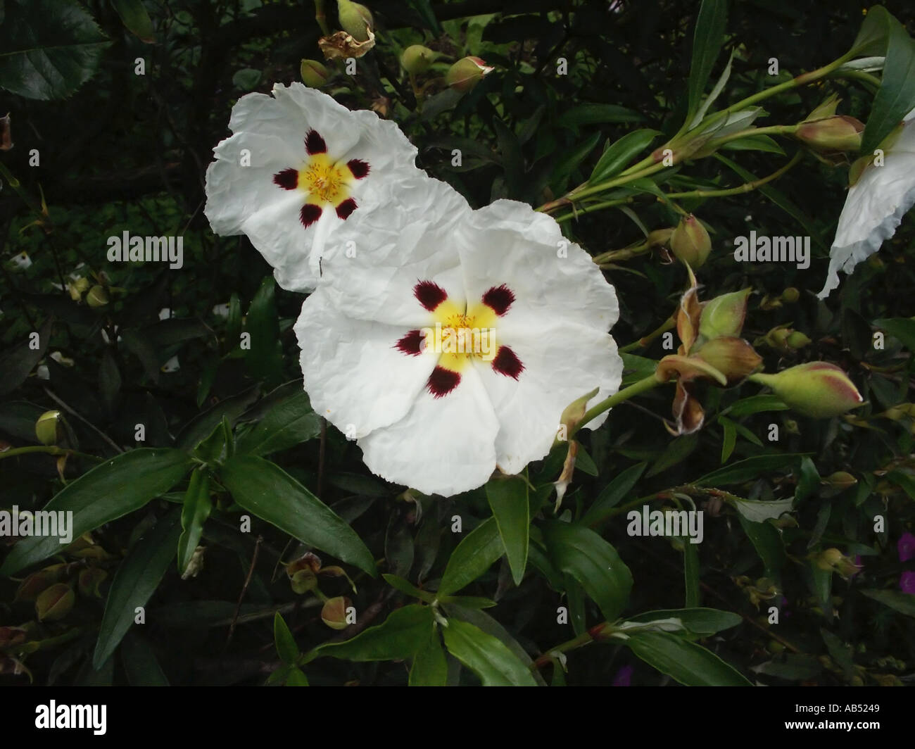 Cistus Cistaceae Rock Rose White Flower Yellow Centre Evergreen Shrub