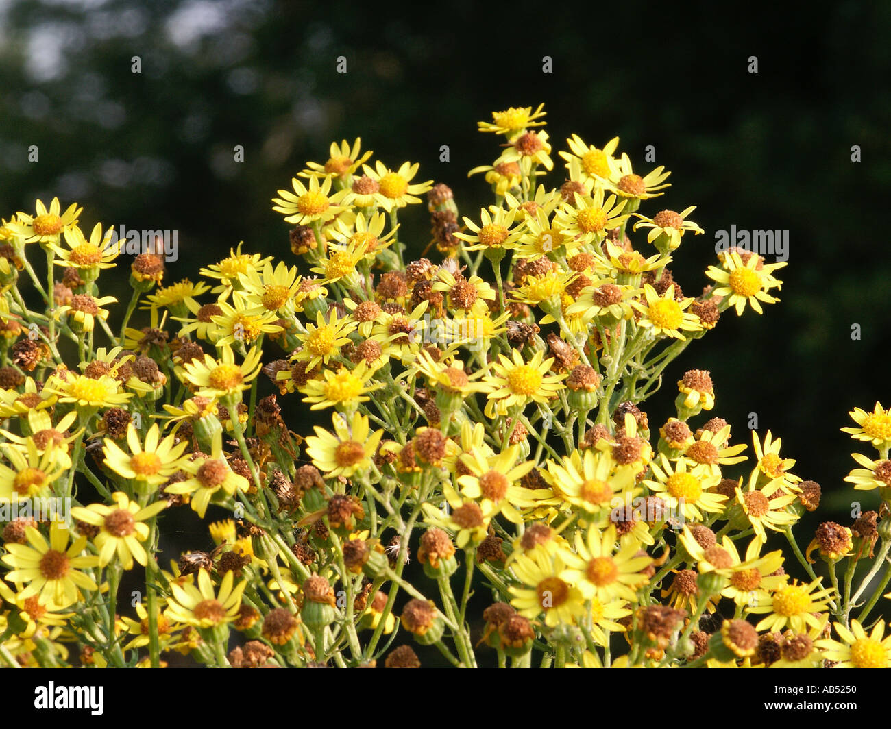 Ragwort And Horses Hi res Stock Photography And Images Alamy