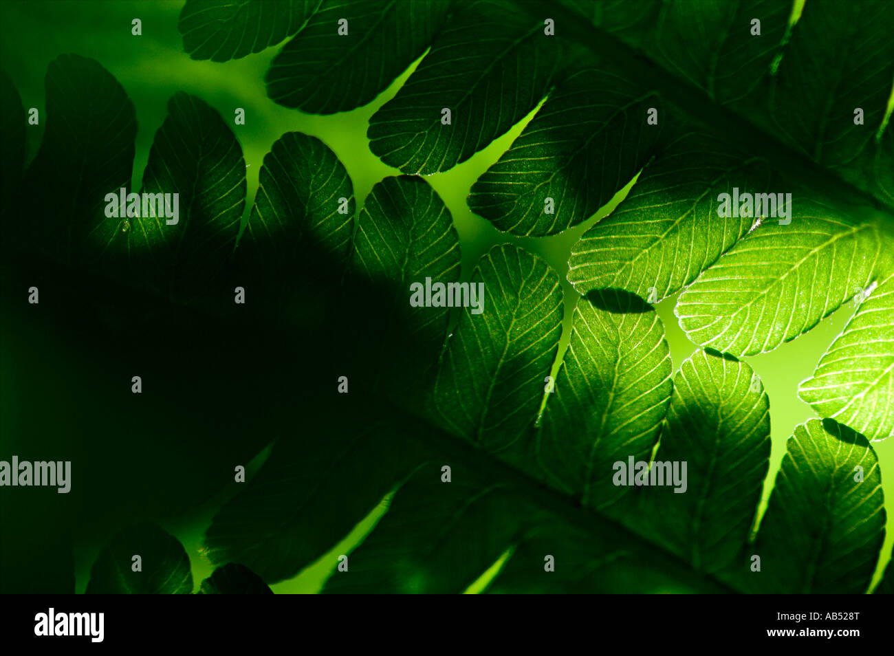 Green Fern Leaves With White Edges Set Of 12