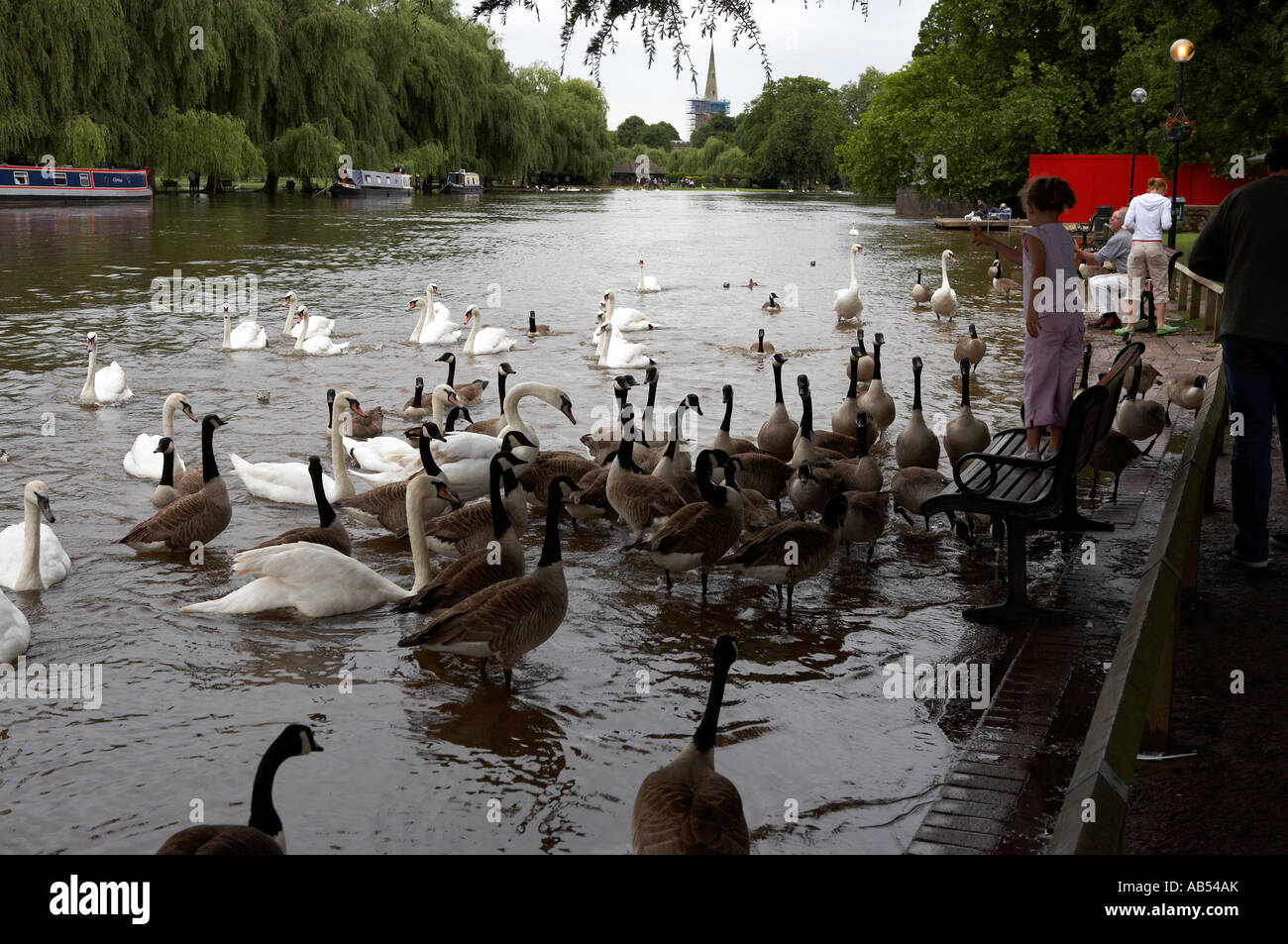 girl standing on a park bench feeding the ducks after the heavy rainfall stratford upon avon warwickshire england Stock Photo