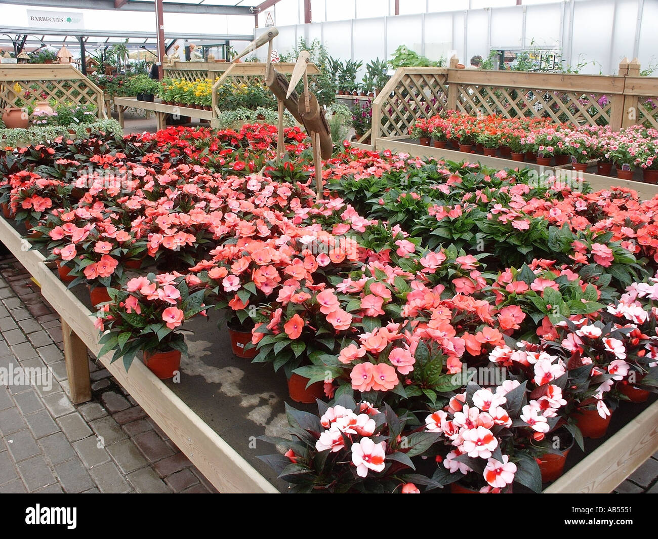 Harlow Essex garden centre new guinea bizzy lizzy impatiens petersiana